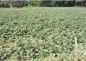 Fish Farming & Tree Plantation